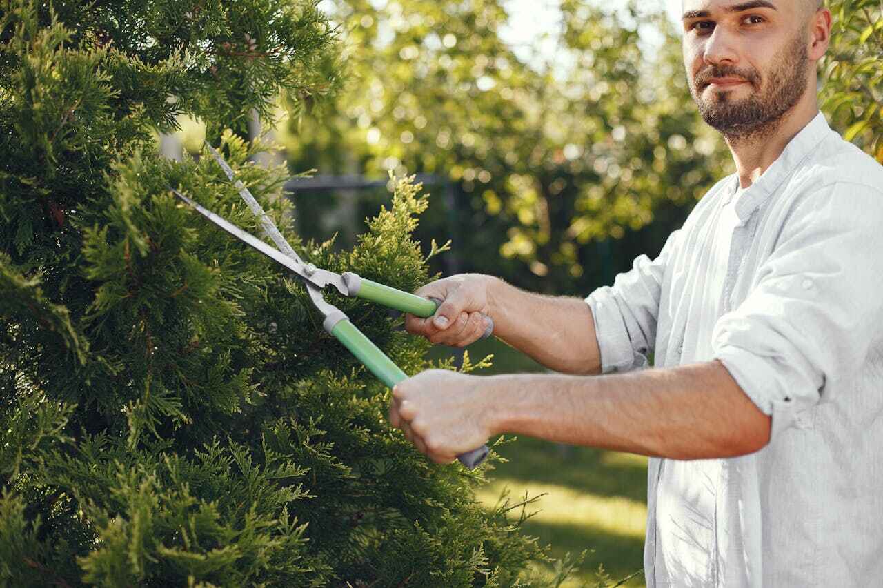 The Steps Involved in Our Tree Care Process in St Peter, MN